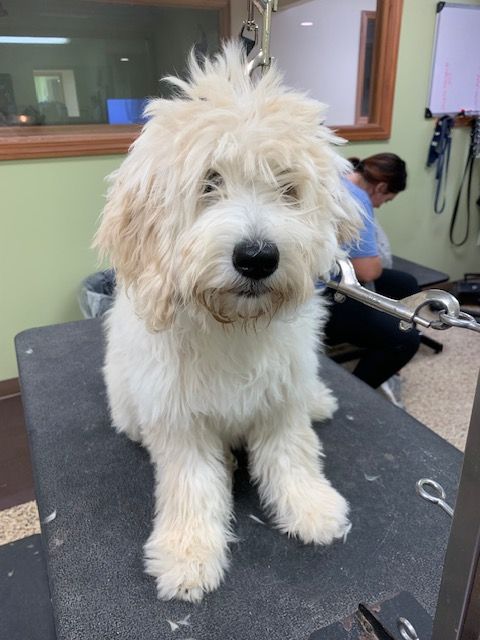 A cream-colored dog sits on a grooming table, looking at the camera. The dog has fluffy fur and a black nose.