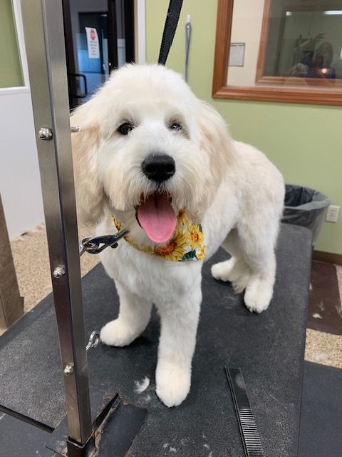 A fluffy white Goldendoodle with a sunflower bandana smiles while standing on a grooming table.
