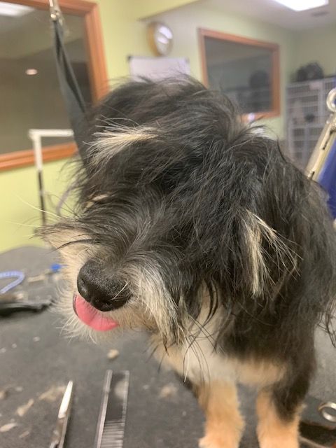 A small dog with black and tan fur, tongue out, at a grooming table.