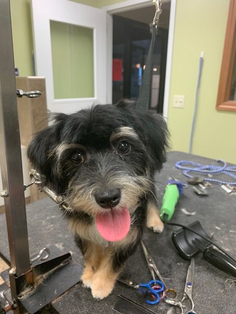 Happy, small dog with black and tan fur at a grooming table, tongue out.