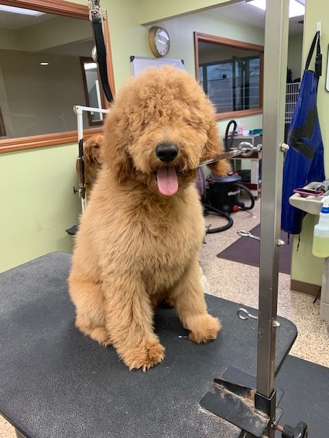 A fluffy, golden-colored Goldendoodle sits on a grooming table, tongue out, smiling. The dog is in a grooming shop.