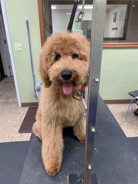 A golden doodle with a fluffy, freshly groomed coat sits on a grooming table. The dog has a happy expression with its tongue out.