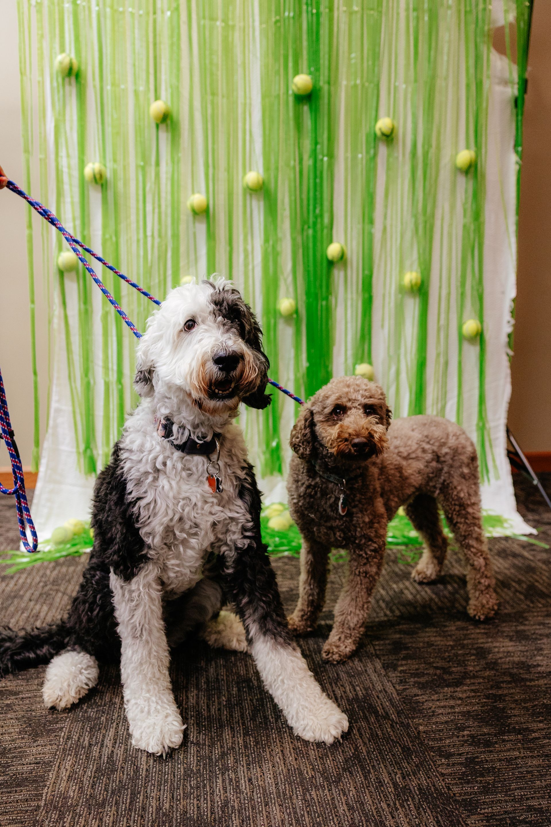 Two dogs, a black and white sheepadoodle and a brown poodle, pose together. A green and white backdrop with tennis balls hangs behind them.