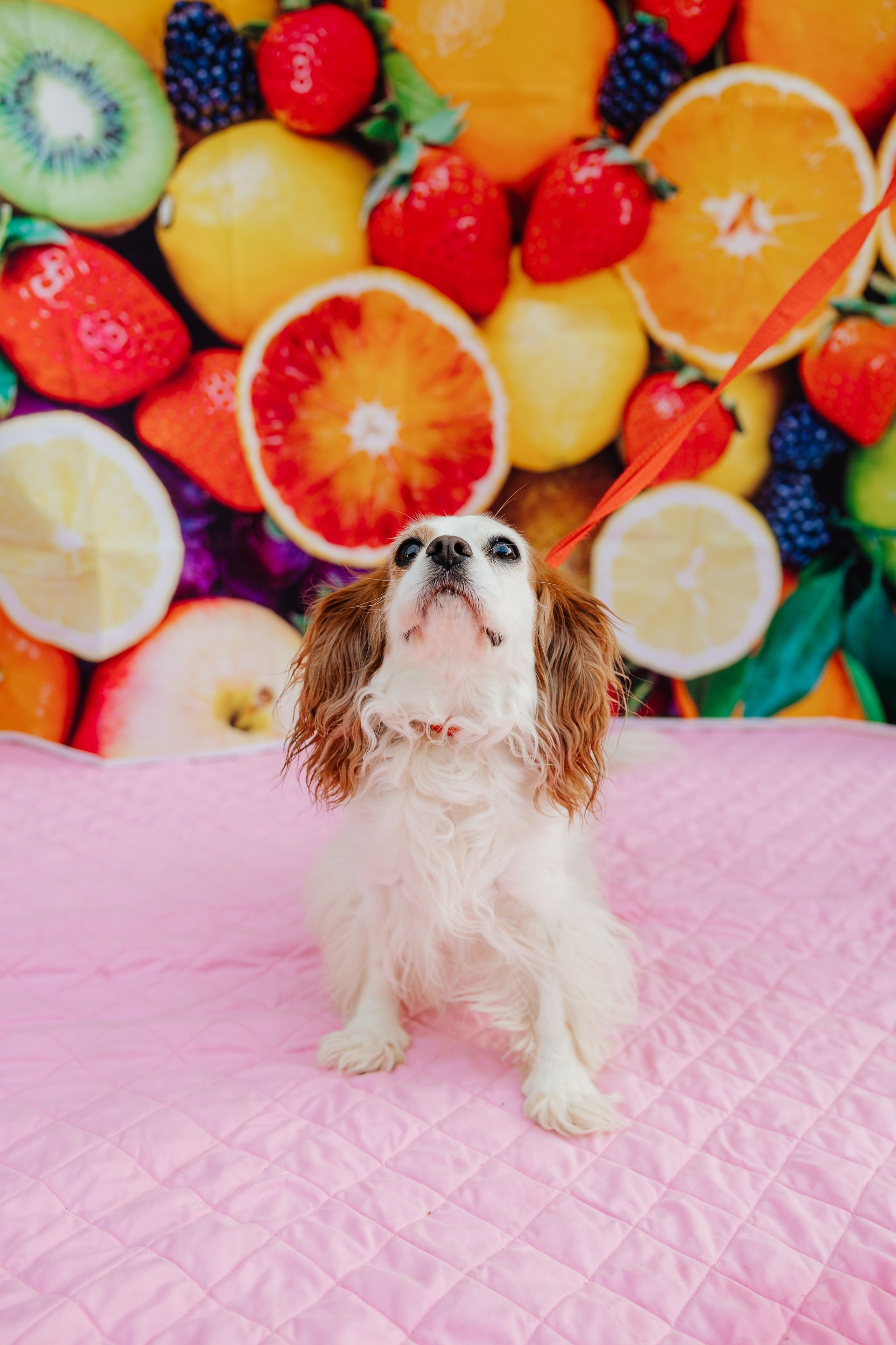 Cavalier King Charles Spaniel looking upwards, sitting on a pink blanket with a backdrop of various fruits.