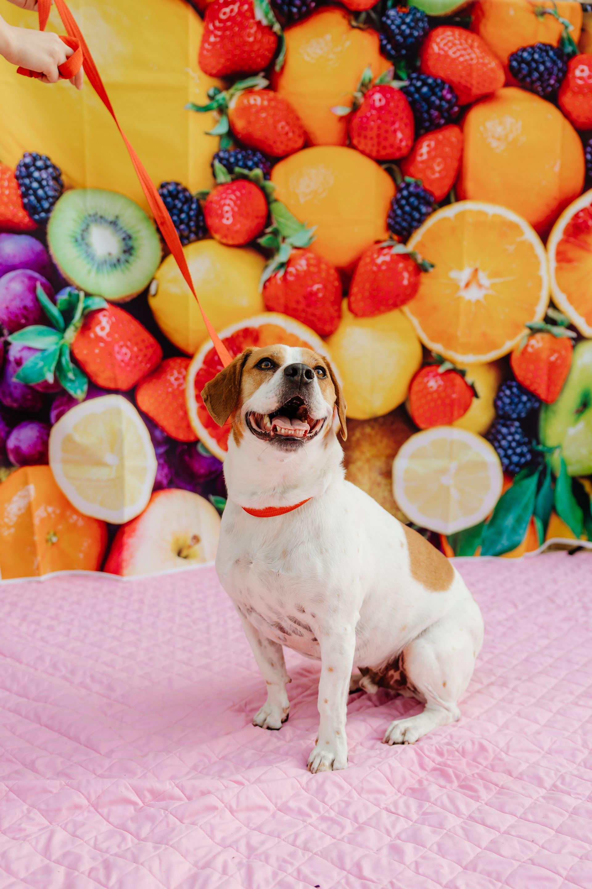 A happy, white and brown dog with a red collar sits in front of a colorful fruit backdrop on a pink blanket.