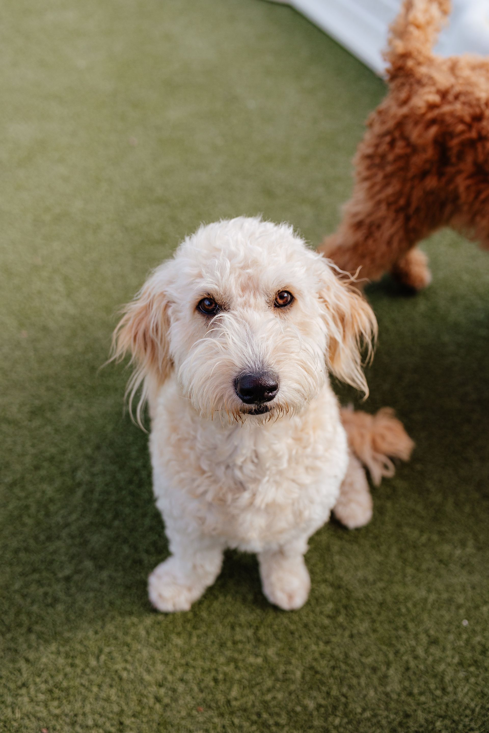 A light-colored dog with a fluffy coat sits on green turf, looking at the camera. Another dog with curly red fur is in the background.