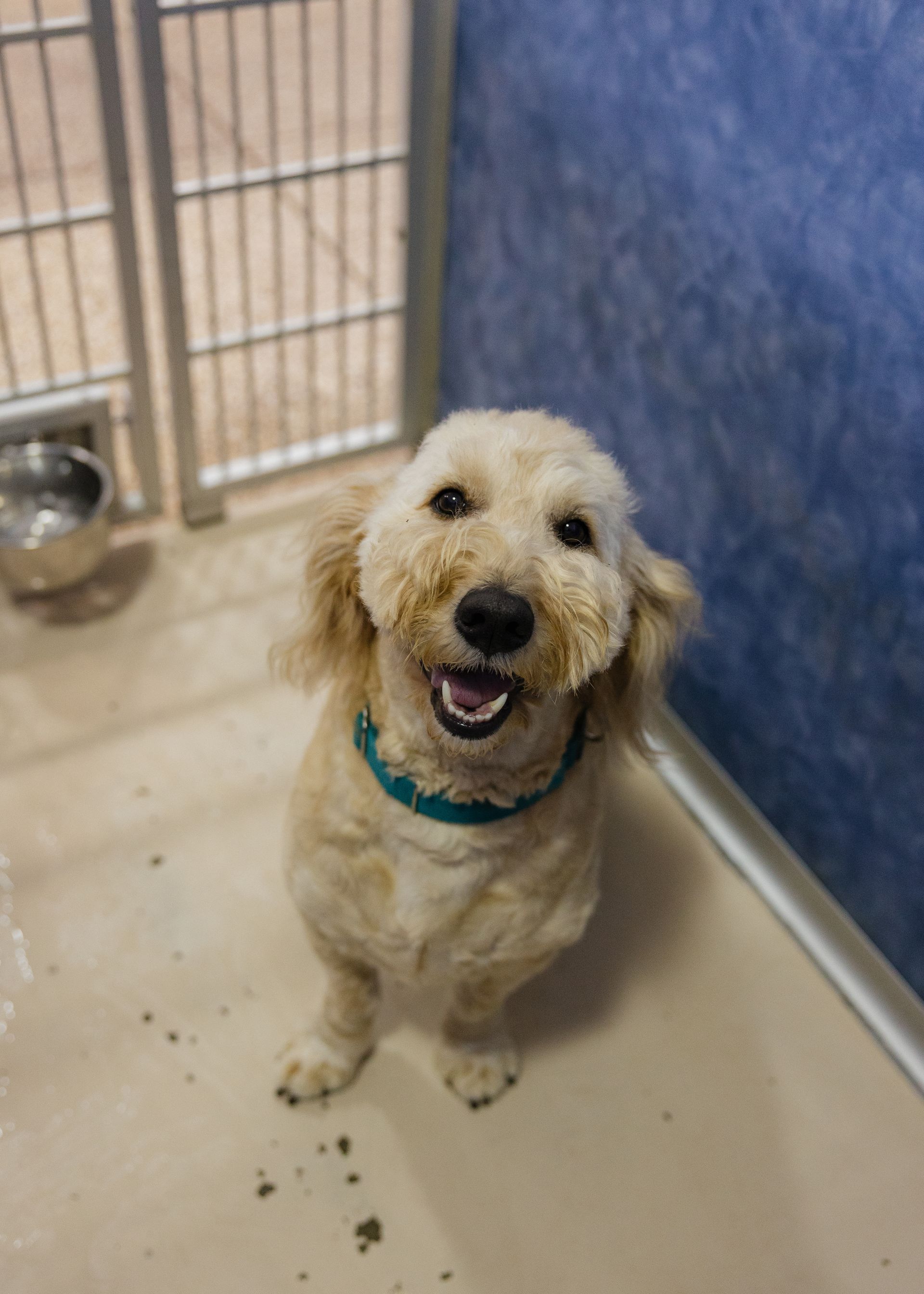 Smiling golden doodle wearing a teal collar, sitting on a light-colored floor in a kennel.