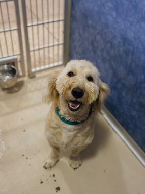 Smiling golden doodle wearing a teal collar, sitting on a light-colored floor in a kennel.