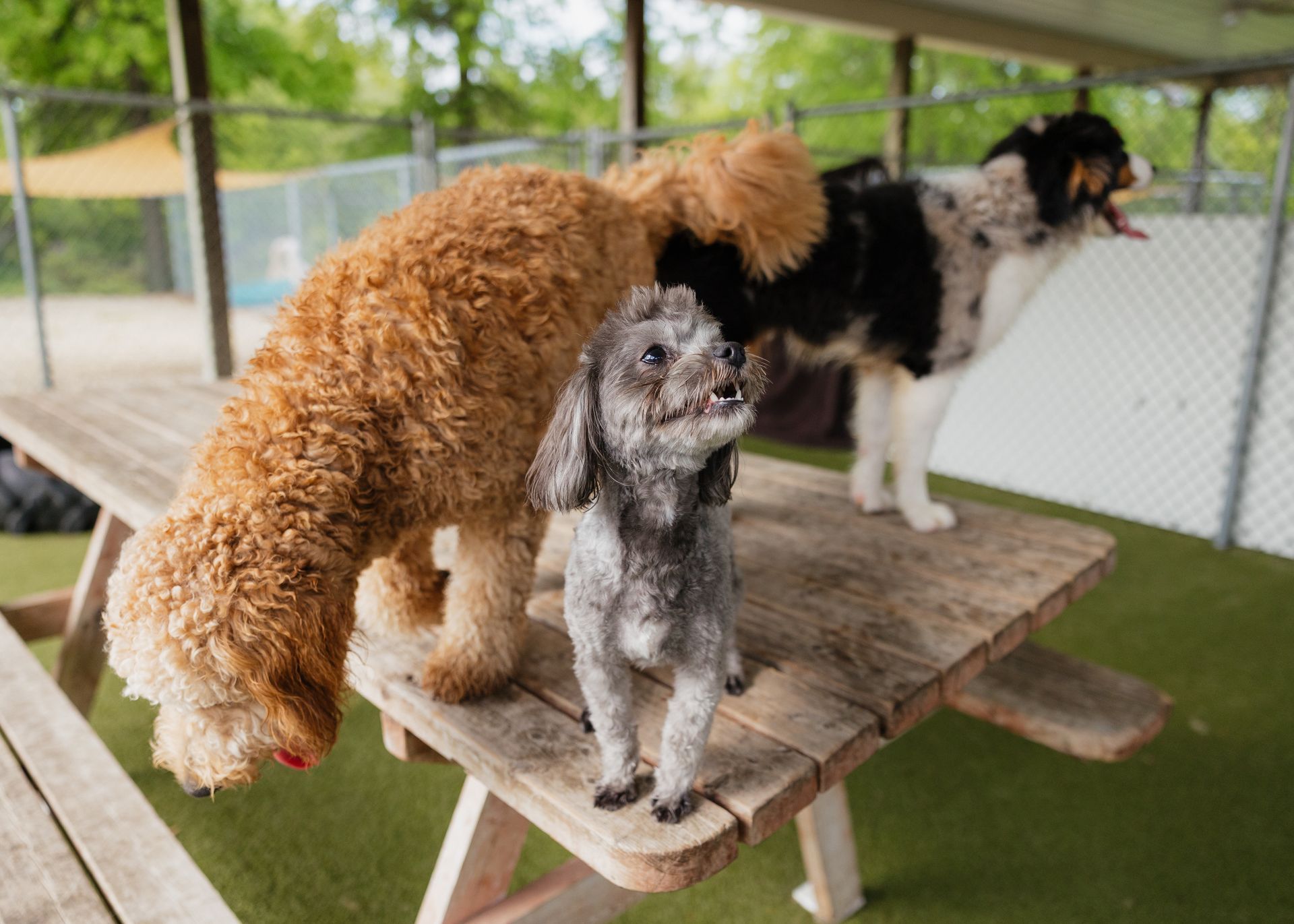 Three dogs of various breeds stand on a wooden picnic table outdoors.
