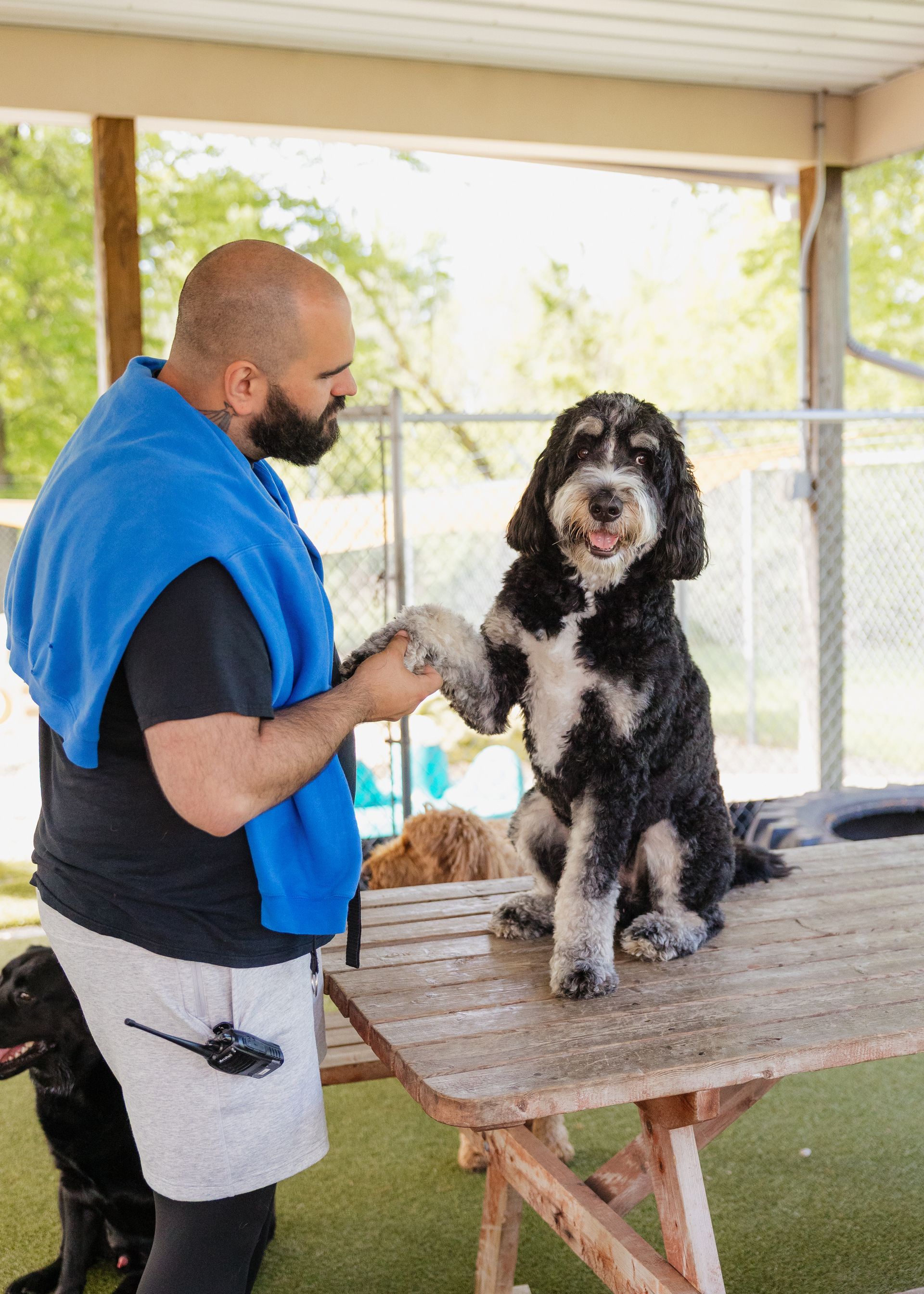 A man with a towel is shaking a dog's paw on a wooden table outdoors. The dog is black and white.