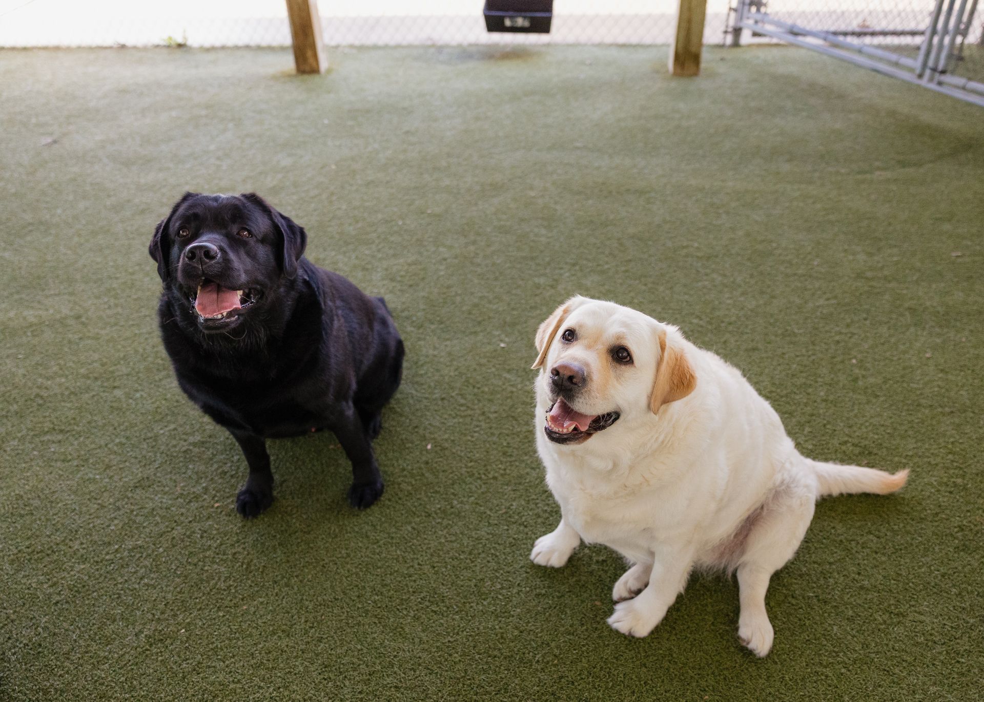 Two Labrador retrievers, one black and one yellow, sit on green turf, looking up with happy expressions.