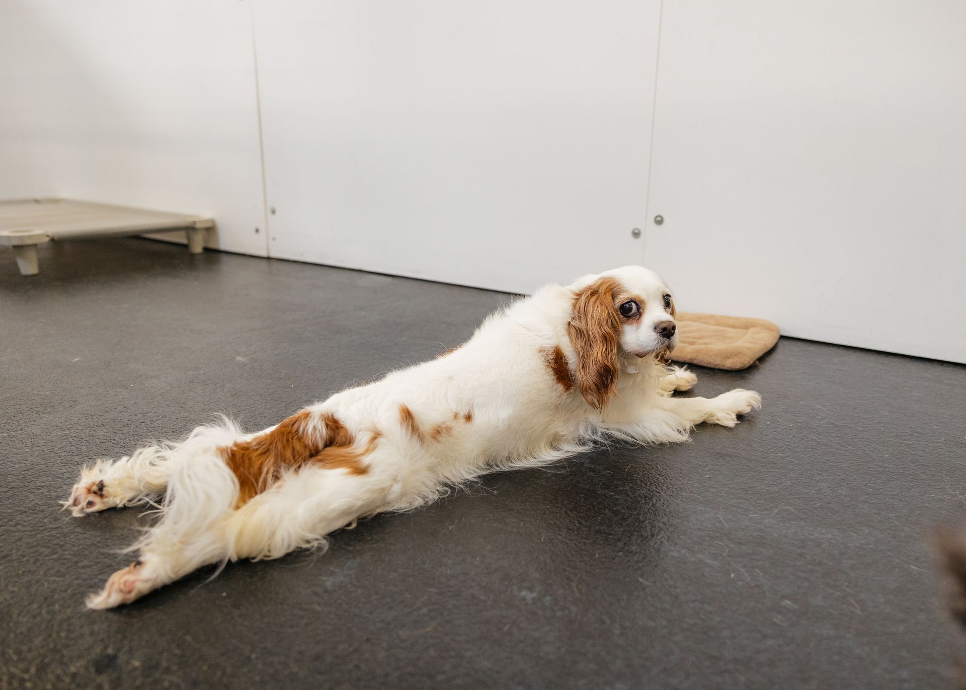 A Cavalier King Charles Spaniel lies on a dark floor, stretched out with front legs extended. The dog has a white coat with brown patches.