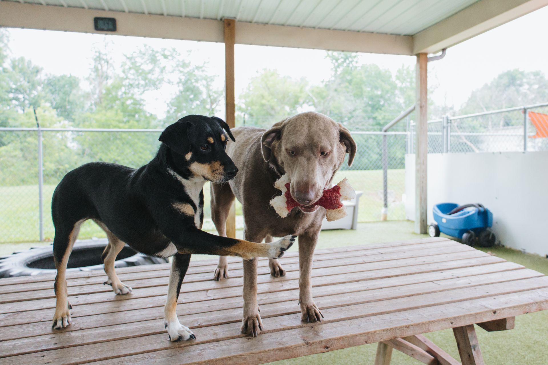 Two dogs on a wooden table; a black and brown dog nudges a gray dog holding a toy under a covered outdoor area.