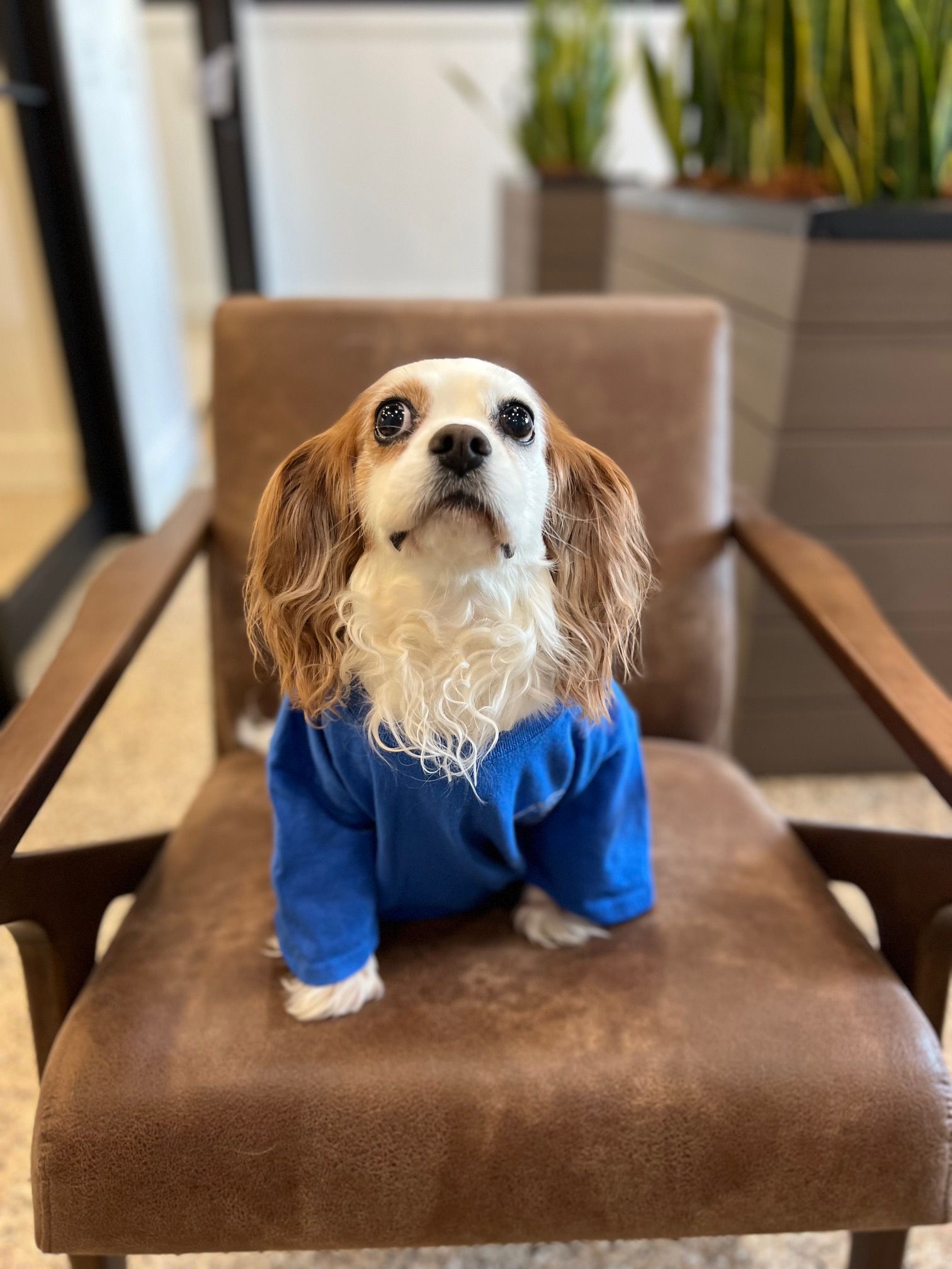 Cavalier King Charles Spaniel wearing a blue shirt, sitting on a brown leather chair, looking upward.