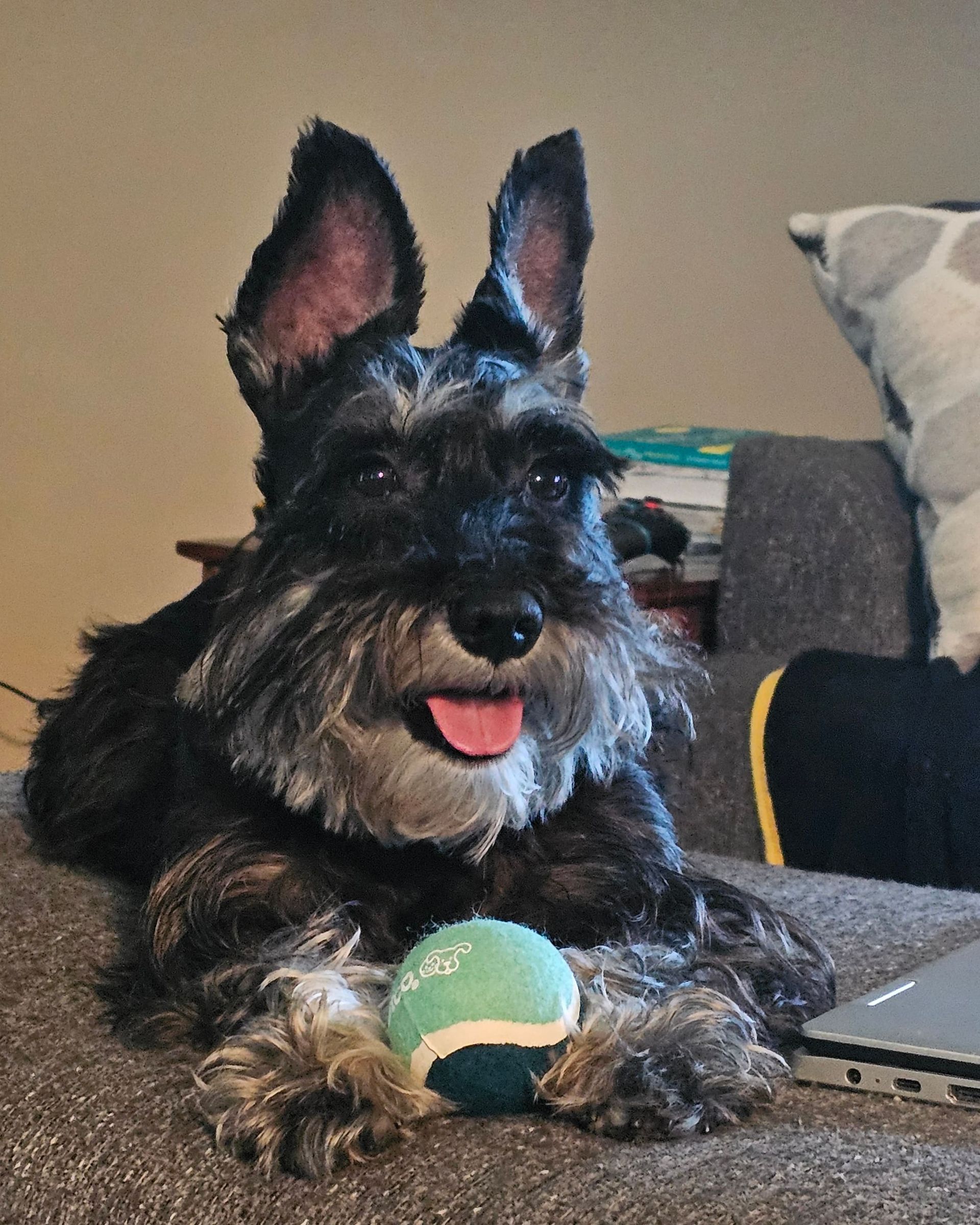 A miniature Schnauzer, black and gray, lying on a couch with a tennis ball, smiling with tongue out.