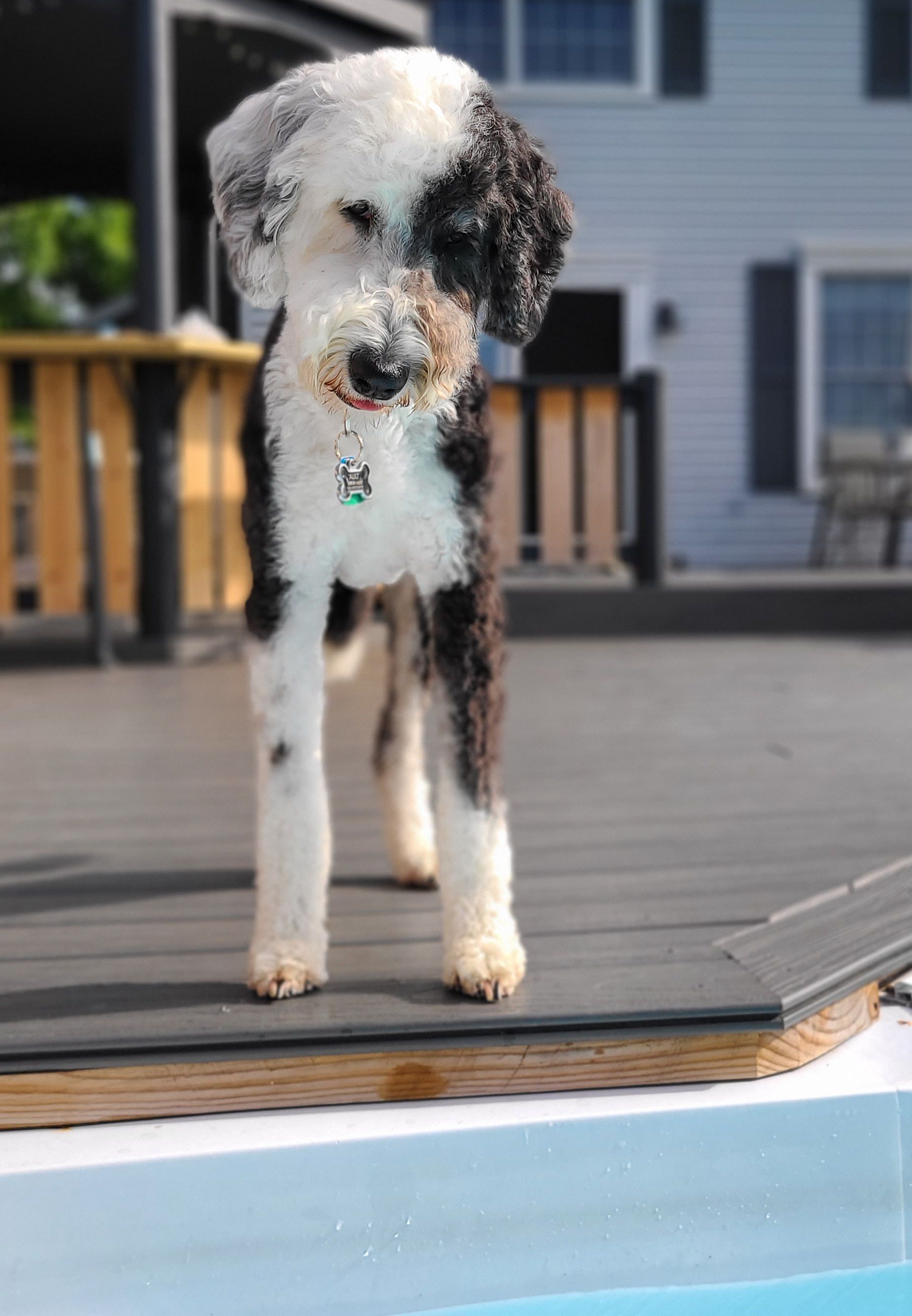A black and white Bedlington Terrier stands on a deck, looking towards the camera, with a house and pool visible in the background.