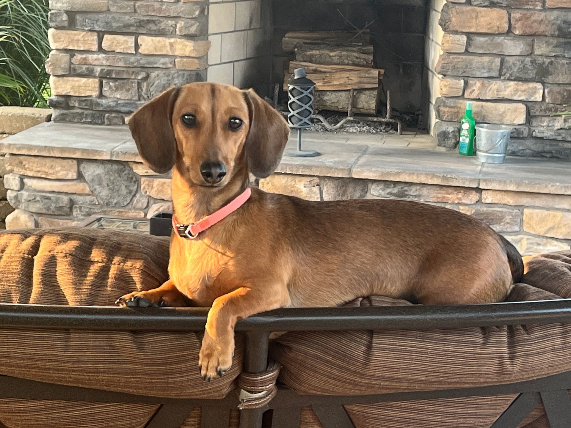A dachshund with a pink collar rests on a wicker chair. The dog has brown fur and looks at the camera with a stone fireplace in the background.