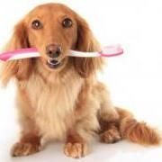 Golden long-haired dachshund holding a pink toothbrush in its mouth, looking at the viewer.