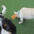 Two dogs on green grass, one black and white, the other white, sniffing a small, orange object.