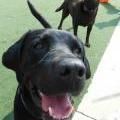 Close-up of a smiling black Labrador with tongue out. Another black dog is in the background on green turf.