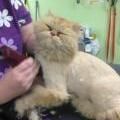A Persian cat is being groomed. The cat's body is shaved while its head and neck retain fluffy fur. A person in a purple shirt is brushing the cat.