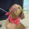 A tan Vizsla dog wearing a red bandana, looking upwards with a slightly wrinkled nose, indoors.