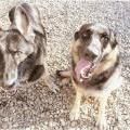 Two dogs on a gravel surface. One looks directly at the camera with its tongue out. The other is facing left.