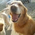 Golden retriever yawning widely outdoors in sunlight.