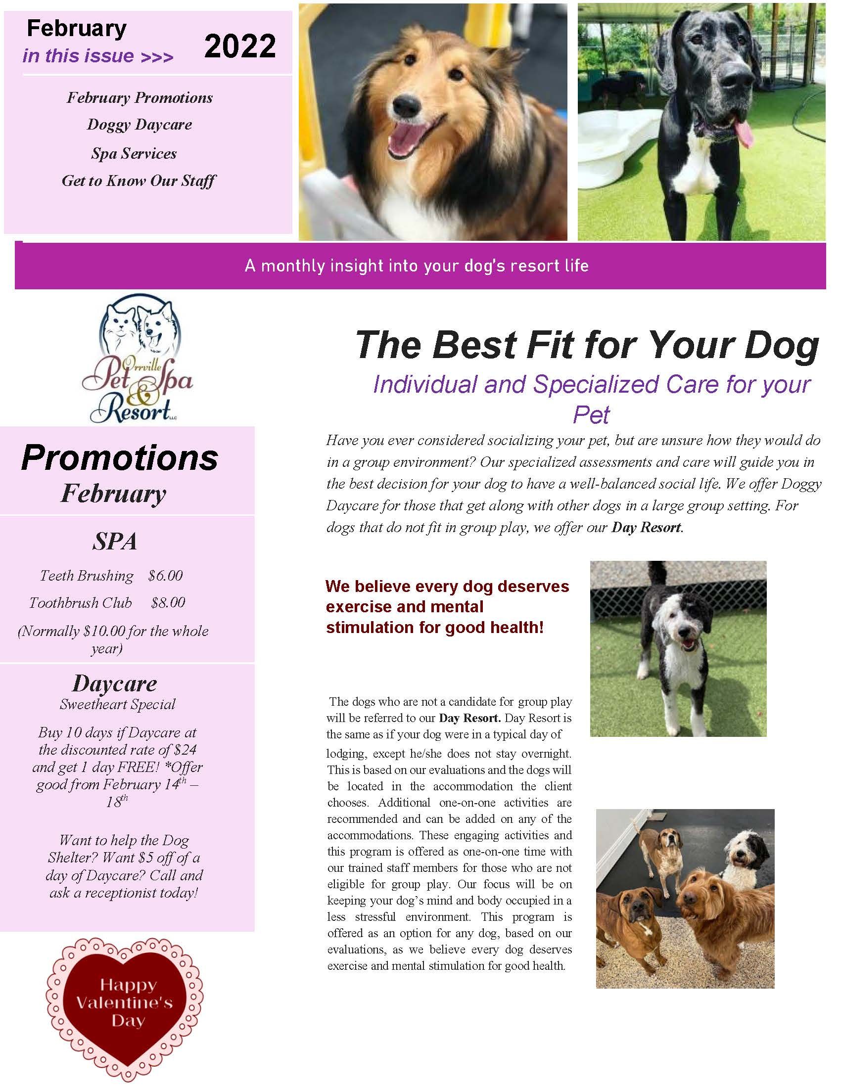 Dog care newsletter with photos of dogs, details February promotions, and services offered.