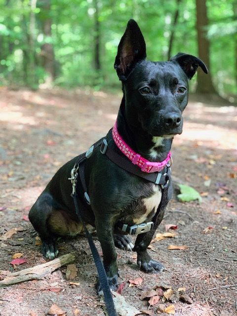 Black dog with one ear perked up wearing a pink collar and harness, sitting on a wooded trail.
