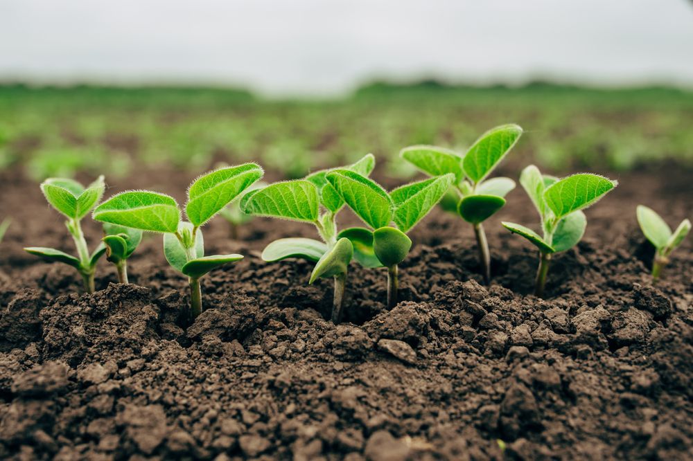 soybean crops to show an example of natural esters