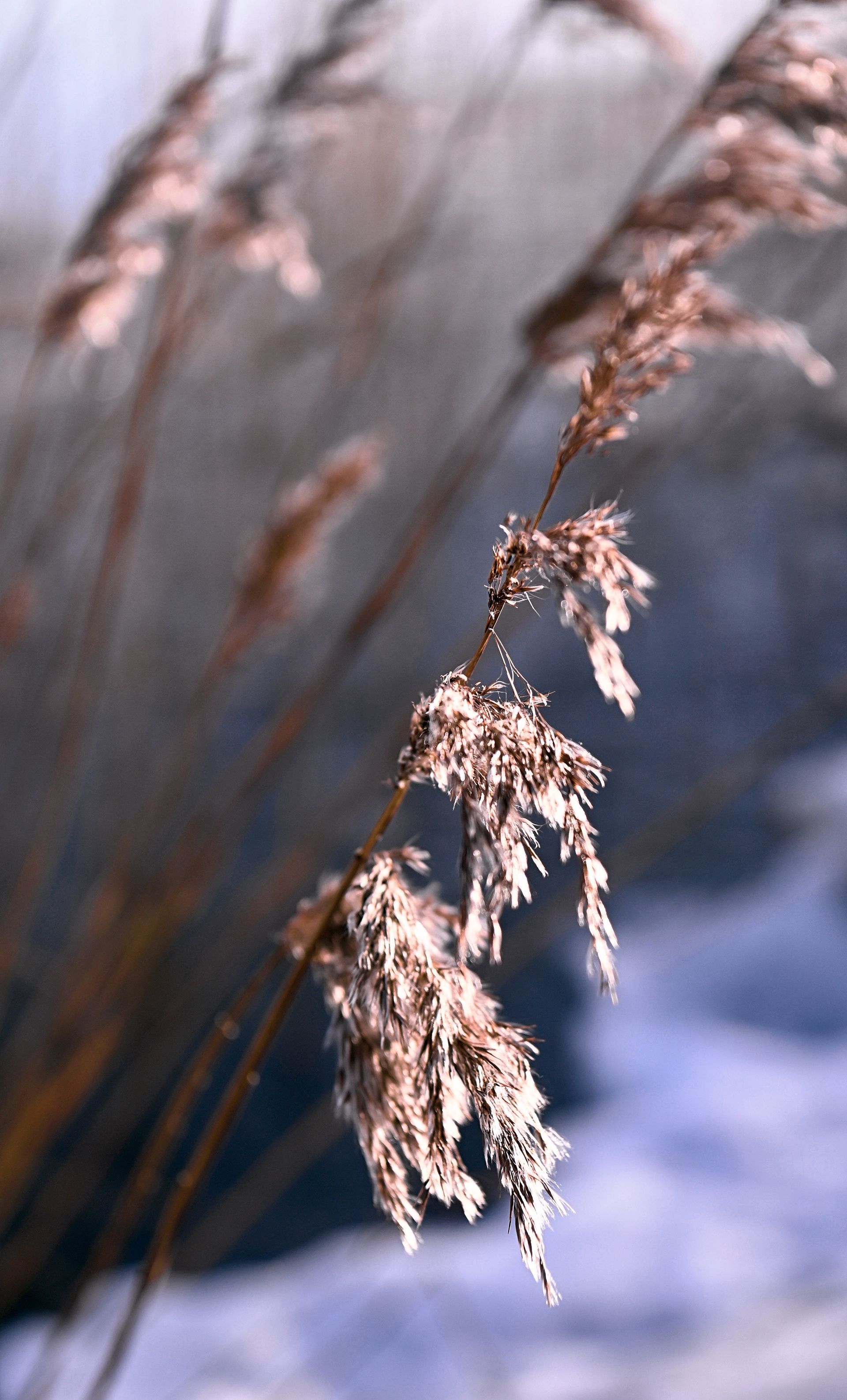 riet