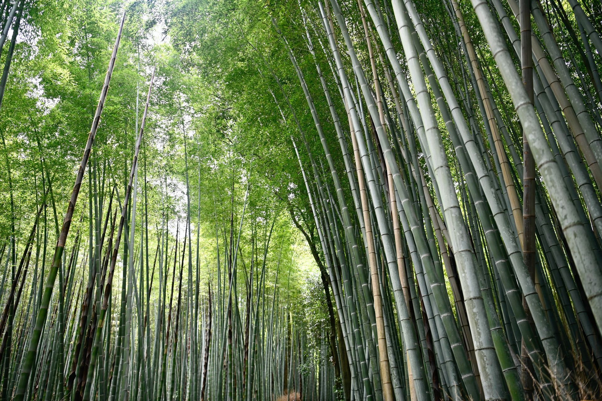 Bamboe forest 2