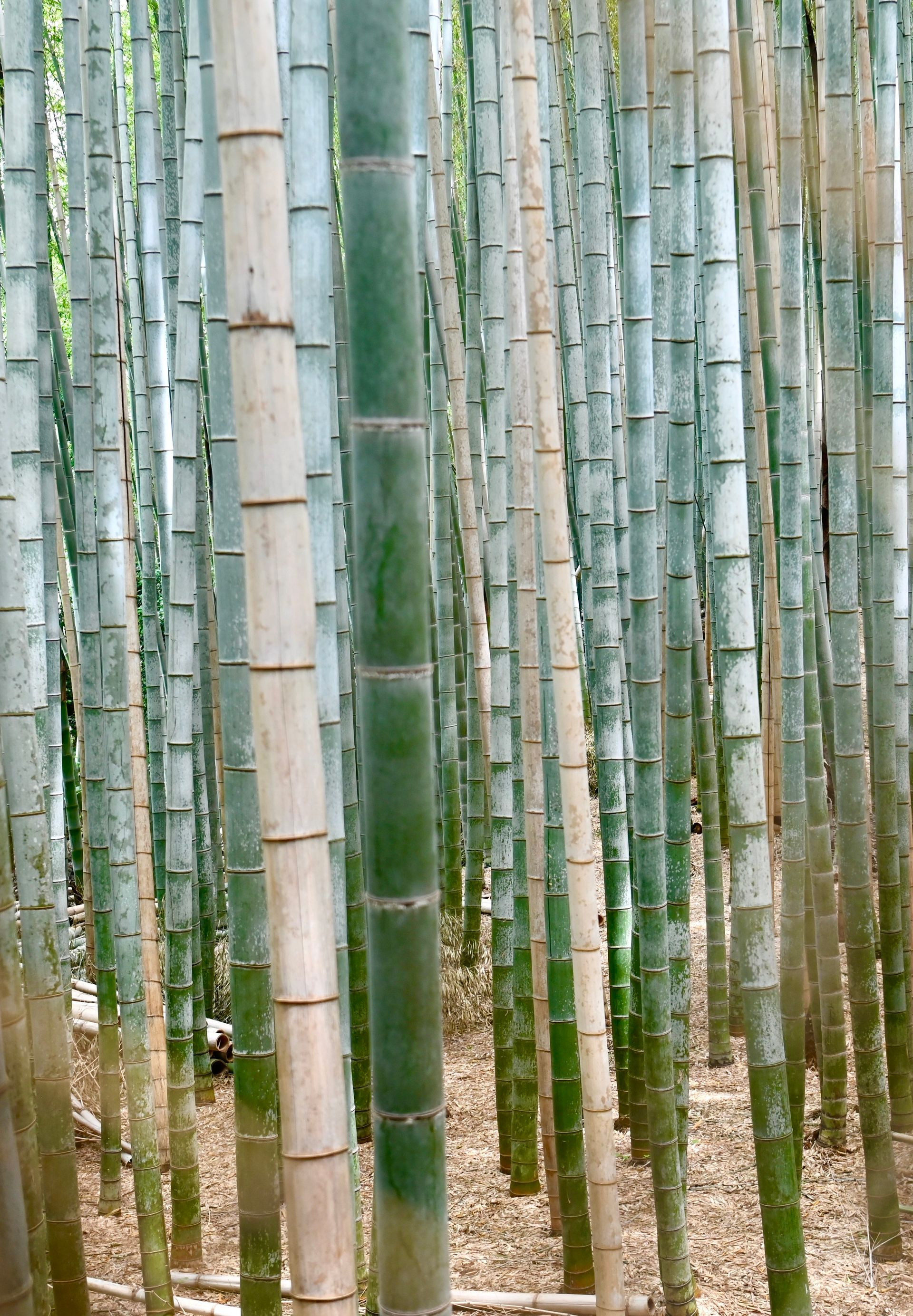 Bamboe forest