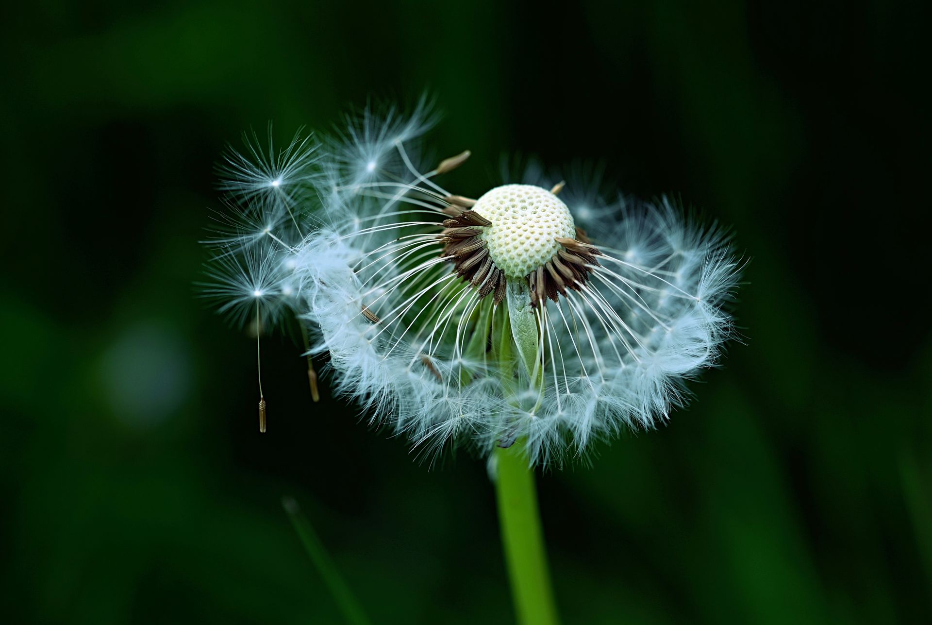 paardebloem