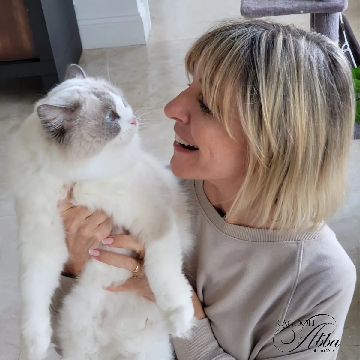 Ragdoll Abba