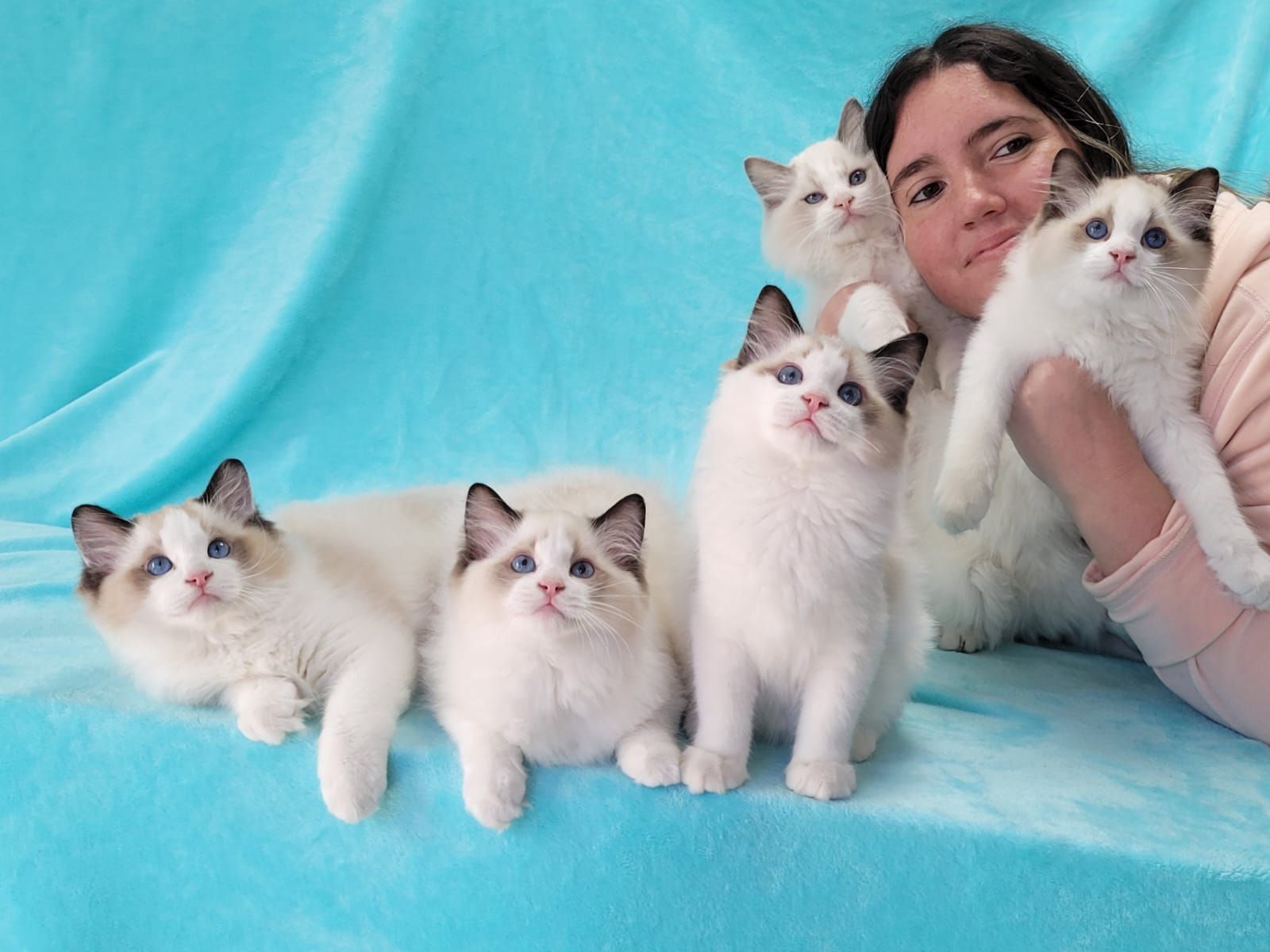 Ragdoll Abba