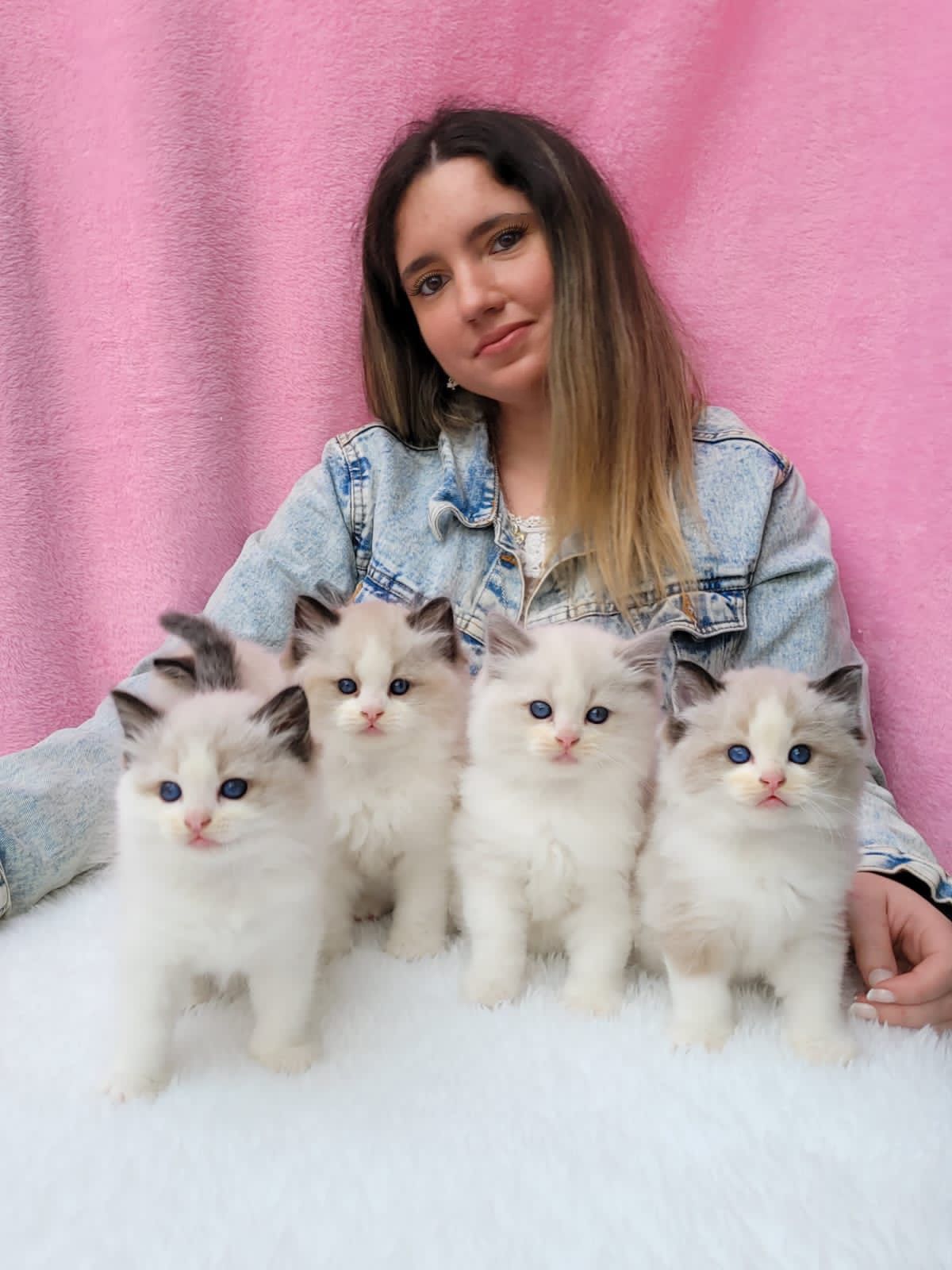 Ragdoll Abba