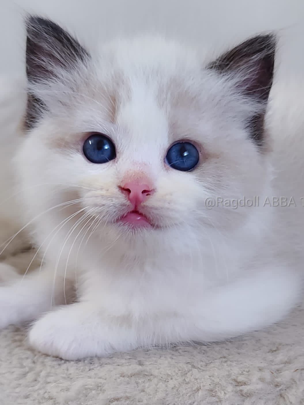 Ragdoll Abba