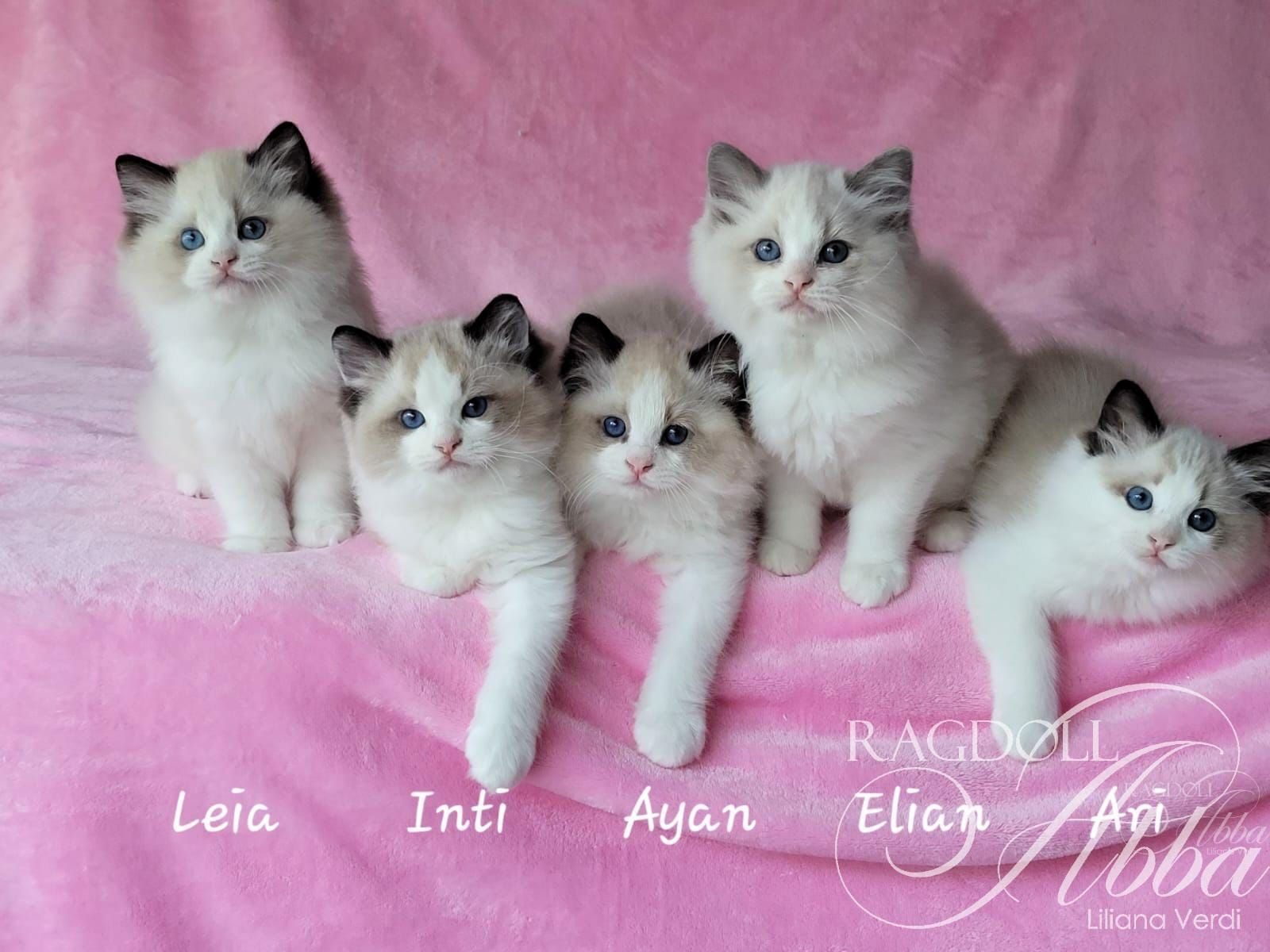 Ragdoll Abba