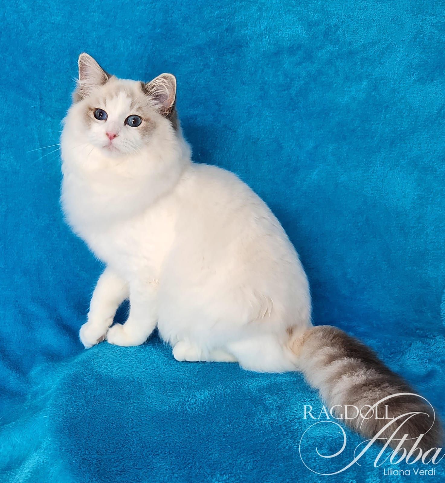 Ragdoll Abba