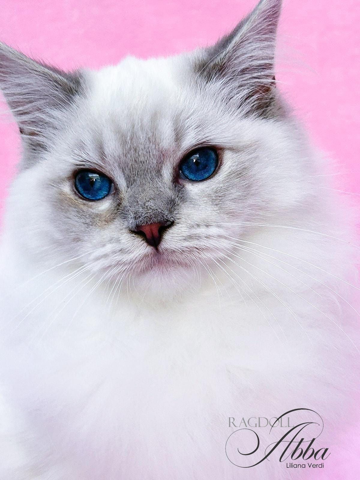 Ragdoll Abba