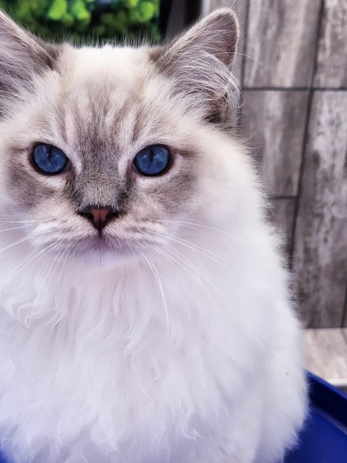 Ragdoll Abba