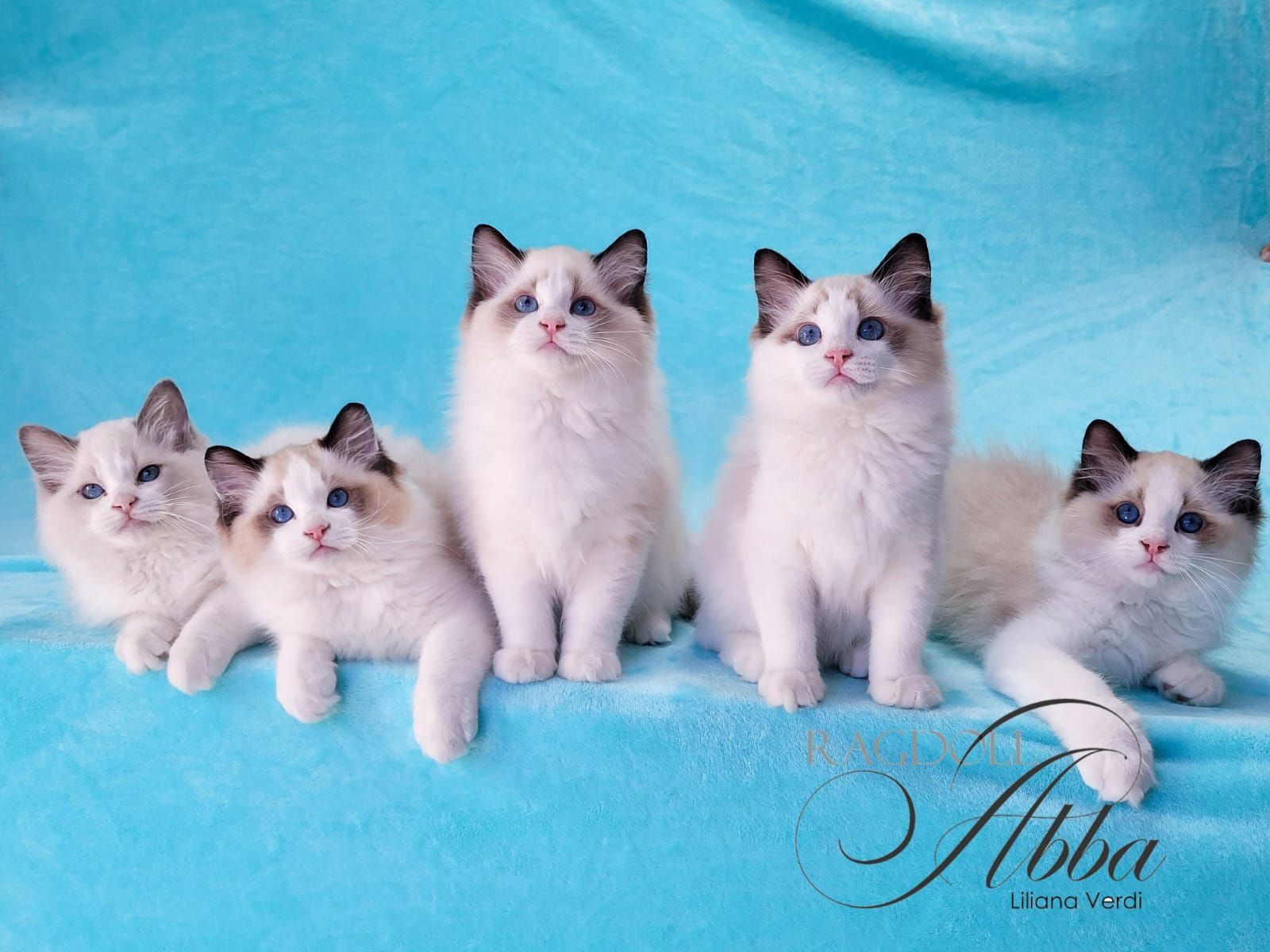 Ragdoll Abba