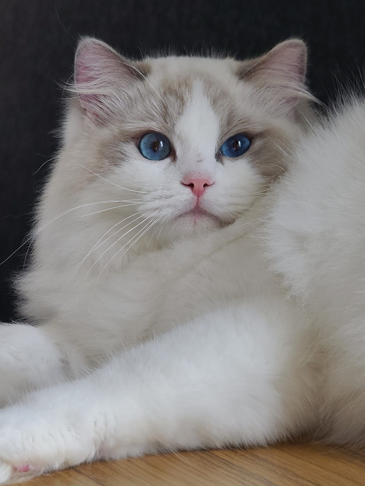 Ragdoll Abba