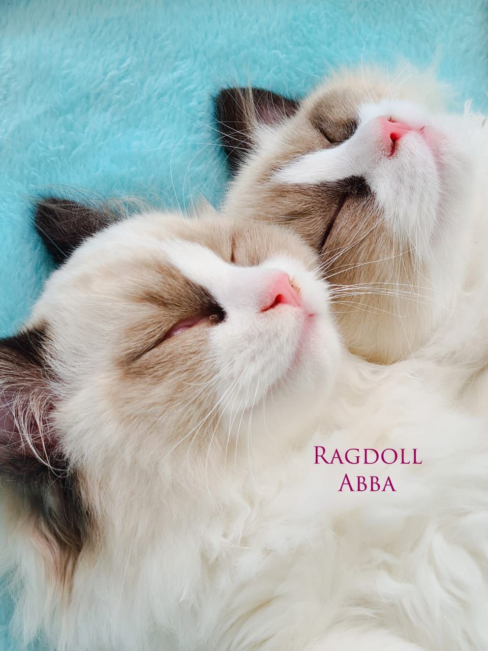 Ragdoll Abba