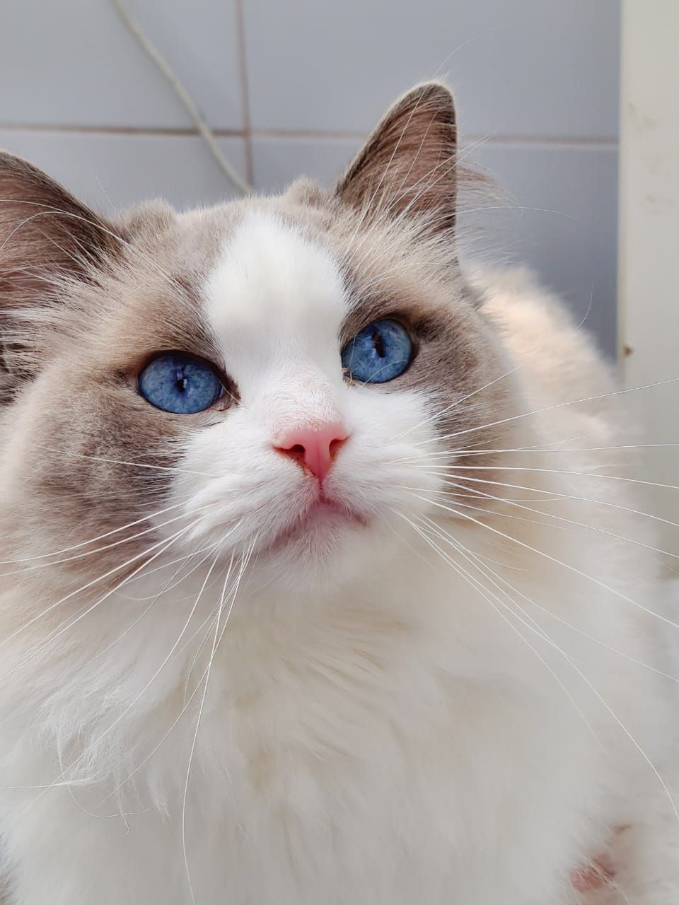 Ragdoll Abba