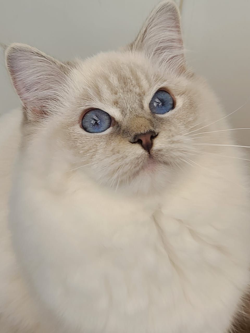 Ragdoll Abba