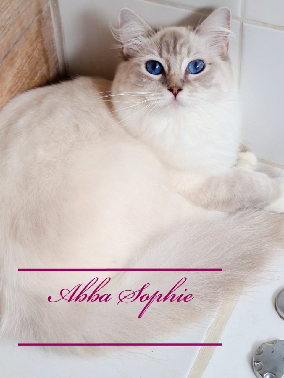 Ragdoll Abba