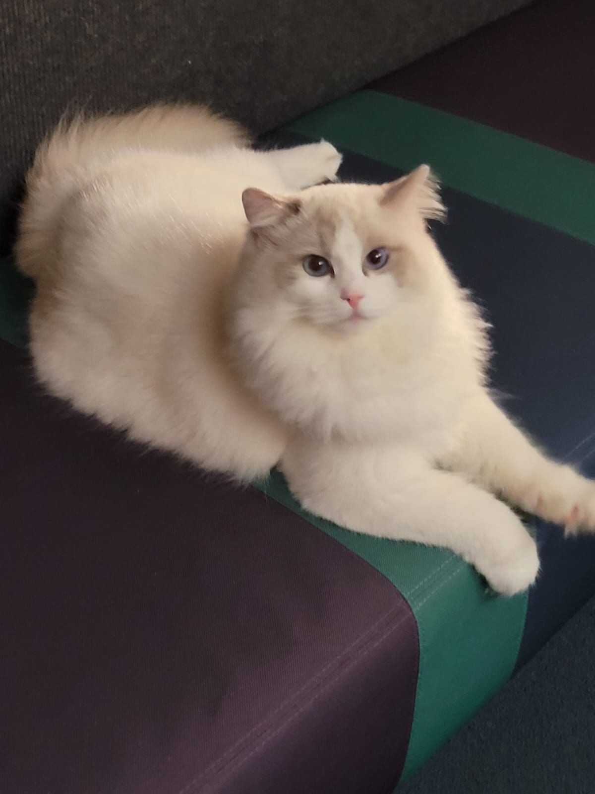 Ragdoll Abba